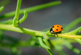 Closeup of ladybug on a branch
